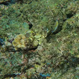Black-banded Triggerfish, photo 11