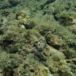 Black-banded Triggerfish, photo 12