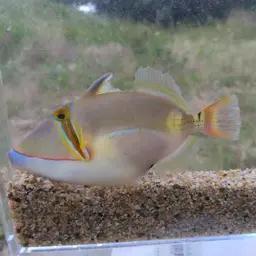 Black-blotch Triggerfish, photo 2