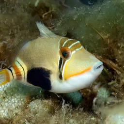 Black-blotch Triggerfish, photo 1