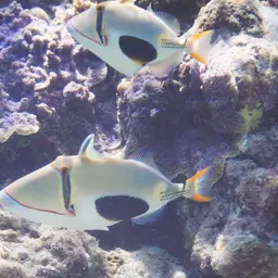 Black-blotch Triggerfish, photo 3