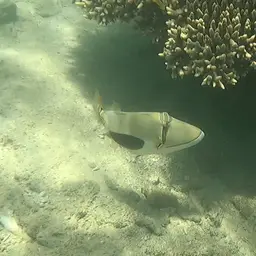 Black-blotch Triggerfish, photo 4
