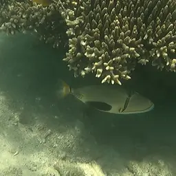 Black-blotch Triggerfish, photo 5
