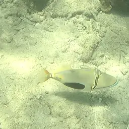 Black-blotch Triggerfish, photo 6