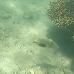 Black-blotch Triggerfish, photo 7