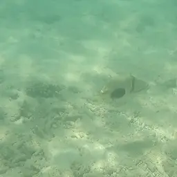 Black-blotch Triggerfish, photo 8