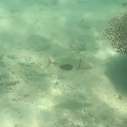 Black-blotch Triggerfish, photo 9