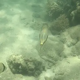 Black-blotch Triggerfish, photo 10