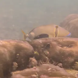 Black-blotch Triggerfish, photo 11