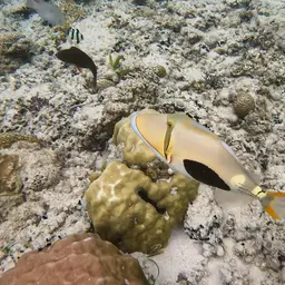 Black-blotch Triggerfish, photo 12