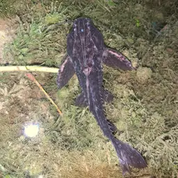 Thorny Catfish, photo 2