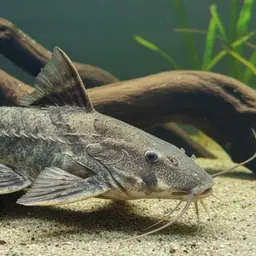 Thorny Catfish, photo 1