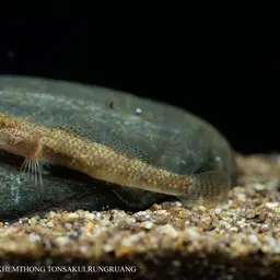 Chiangmai Stream Goby, photo 1