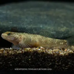 Chiangmai Stream Goby, photo 2
