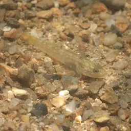 Lizard Goby, photo 2