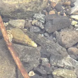 Lizard Goby, photo 3