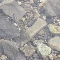 Lizard Goby, photo 4