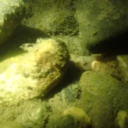 Lizard Goby, photo 5