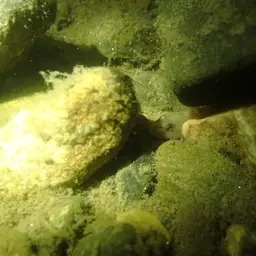 Lizard Goby, photo 6