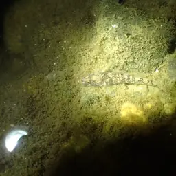 Lizard Goby, photo 7