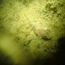 Lizard Goby, photo 8