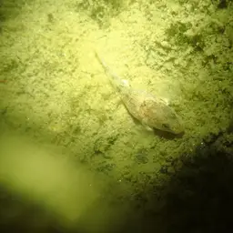 Lizard Goby, photo 9