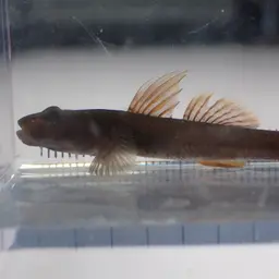 Lizard Goby, photo 10