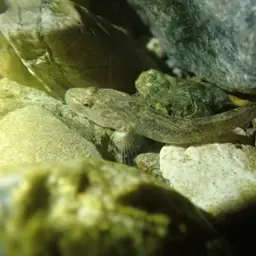 Lizard Goby, photo 11