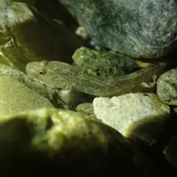 Lizard Goby, photo 12