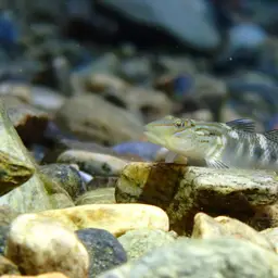 Giant Goby, photo 1