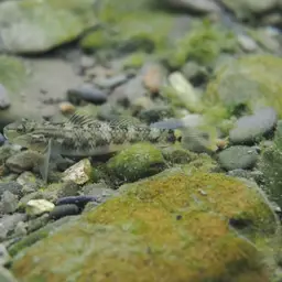 Giant Goby, photo 2