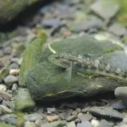 Giant Goby, photo 3