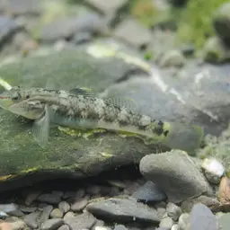 Giant Goby, photo 4