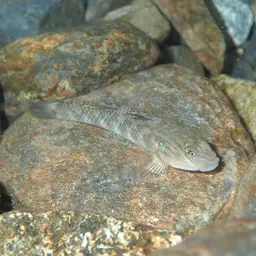 Giant Goby, photo 5