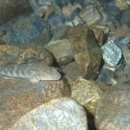 Giant Goby, photo 6