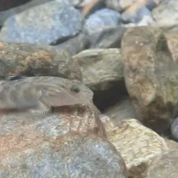 Giant Goby, photo 7