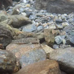 Giant Goby, photo 8