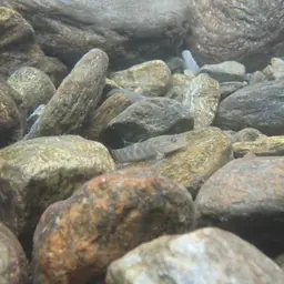 Giant Goby, photo 9