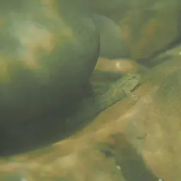 Giant Goby, photo 10