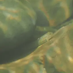 Giant Goby, photo 11