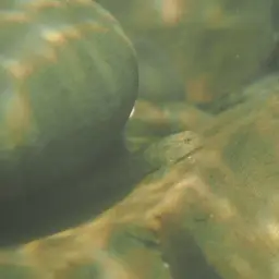 Giant Goby, photo 12