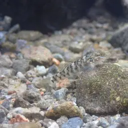 Orchid Island Goby, photo 1