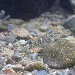 Orchid Island Goby, photo 2