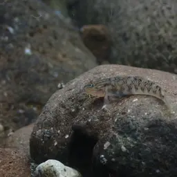 Orchid Island Goby, photo 3