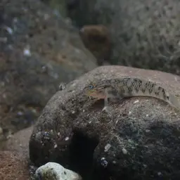 Orchid Island Goby, photo 4
