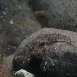 Orchid Island Goby, photo 5