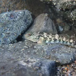 Orchid Island Goby, photo 6