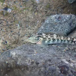 Orchid Island Goby, photo 7