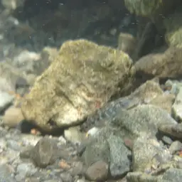 Orchid Island Goby, photo 8