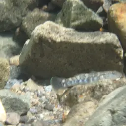 Orchid Island Goby, photo 9